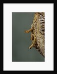 Mantis religiosa (praying mantis) - hatching by Anonymous