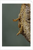 Mantis religiosa (praying mantis) - hatching by Anonymous