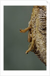 Mantis religiosa (praying mantis) - hatching by Anonymous