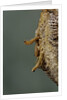 Mantis religiosa (praying mantis) - hatching by Anonymous
