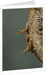 Mantis religiosa (praying mantis) - hatching by Anonymous
