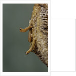 Mantis religiosa (praying mantis) - hatching by Anonymous