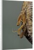 Mantis religiosa (praying mantis) - hatching by Anonymous