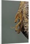 Mantis religiosa (praying mantis) - hatching by Anonymous