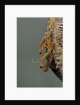 Mantis religiosa (praying mantis) - hatching by Anonymous