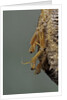 Mantis religiosa (praying mantis) - hatching by Anonymous