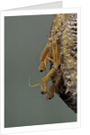 Mantis religiosa (praying mantis) - hatching by Anonymous