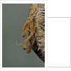 Mantis religiosa (praying mantis) - hatching by Anonymous