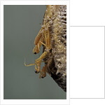 Mantis religiosa (praying mantis) - hatching by Anonymous