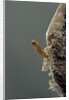Mantis religiosa (praying mantis) - hatching by Anonymous