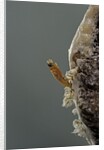 Mantis religiosa (praying mantis) - hatching by Anonymous