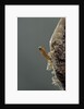 Mantis religiosa (praying mantis) - hatching by Anonymous