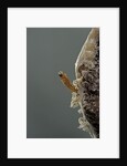 Mantis religiosa (praying mantis) - hatching by Anonymous