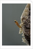 Mantis religiosa (praying mantis) - hatching by Anonymous