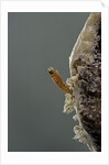 Mantis religiosa (praying mantis) - hatching by Anonymous