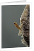 Mantis religiosa (praying mantis) - hatching by Anonymous