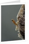 Mantis religiosa (praying mantis) - hatching by Anonymous