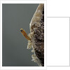 Mantis religiosa (praying mantis) - hatching by Anonymous