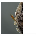 Mantis religiosa (praying mantis) - hatching by Anonymous