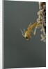 Mantis religiosa (praying mantis) - hatching by Anonymous