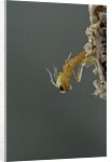 Mantis religiosa (praying mantis) - hatching by Anonymous