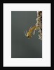 Mantis religiosa (praying mantis) - hatching by Anonymous