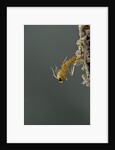 Mantis religiosa (praying mantis) - hatching by Anonymous