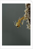 Mantis religiosa (praying mantis) - hatching by Anonymous