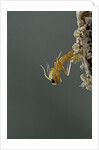 Mantis religiosa (praying mantis) - hatching by Anonymous