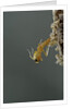 Mantis religiosa (praying mantis) - hatching by Anonymous