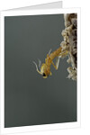 Mantis religiosa (praying mantis) - hatching by Anonymous