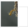 Mantis religiosa (praying mantis) - hatching by Anonymous
