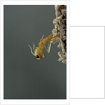 Mantis religiosa (praying mantis) - hatching by Anonymous