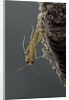 Mantis religiosa (praying mantis) - hatching by Anonymous