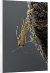 Mantis religiosa (praying mantis) - hatching by Anonymous