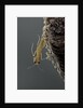 Mantis religiosa (praying mantis) - hatching by Anonymous