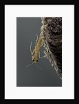 Mantis religiosa (praying mantis) - hatching by Anonymous