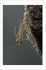 Mantis religiosa (praying mantis) - hatching by Anonymous