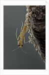 Mantis religiosa (praying mantis) - hatching by Anonymous