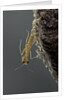 Mantis religiosa (praying mantis) - hatching by Anonymous