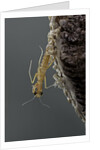 Mantis religiosa (praying mantis) - hatching by Anonymous