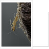 Mantis religiosa (praying mantis) - hatching by Anonymous