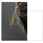 Mantis religiosa (praying mantis) - hatching by Anonymous