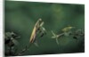 Mantis religiosa (praying mantis) - watching its prey by Anonymous
