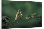 Mantis religiosa (praying mantis) - watching its prey by Anonymous