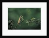 Mantis religiosa (praying mantis) - watching its prey by Anonymous