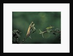 Mantis religiosa (praying mantis) - watching its prey by Anonymous