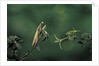 Mantis religiosa (praying mantis) - watching its prey by Anonymous