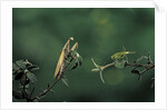 Mantis religiosa (praying mantis) - watching its prey by Anonymous