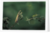 Mantis religiosa (praying mantis) - watching its prey by Anonymous